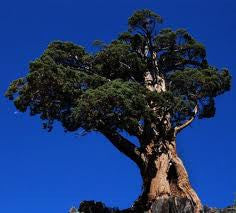 Essential Oil - Juniper-1